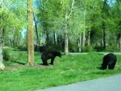 incredible_bear_fight.gif