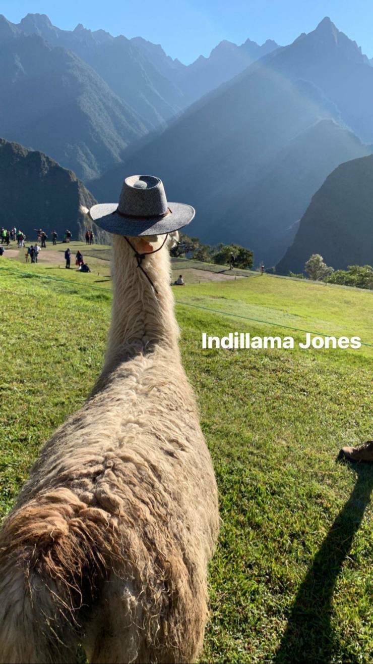 indillama_jones2.jpg