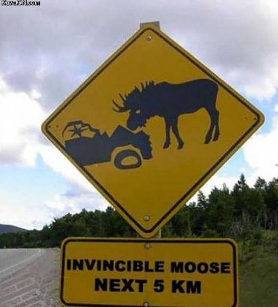 invinciblemoose.jpg