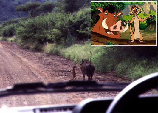 irl_timon_ja_pumba.jpg