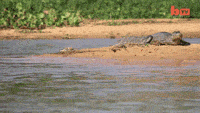 jaguar_attacks_caiman_crocodile.gif