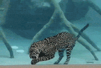 jaguar_eat_his_meal_underwater.gif