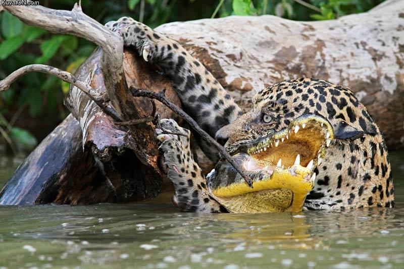 jaguars_lunch__crocodile.jpg