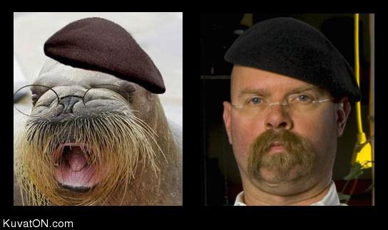 jamiehynemanwalrus.jpg