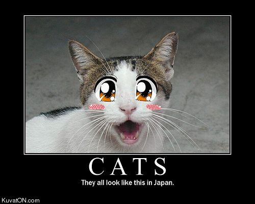 japanese_cats.jpg