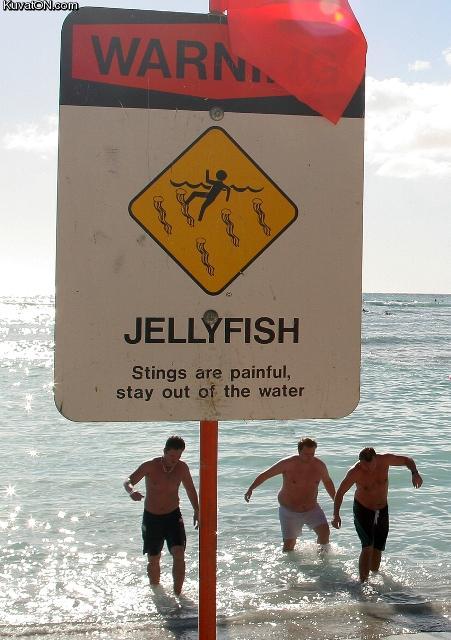 jellyfish_warning.jpg