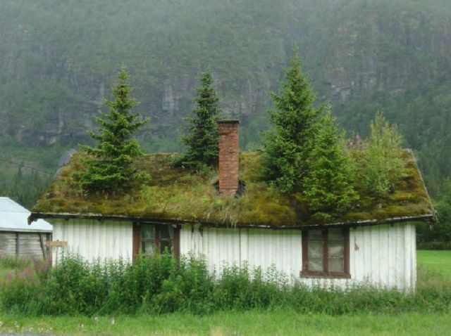 joulukuuset_katolla.jpg