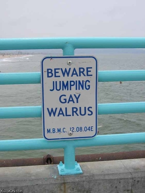 jumping_gay_walrus.jpg