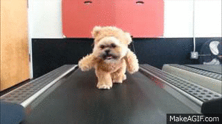 just_a_dog_dressed_as_a_bear_on_a_treadmill.gif