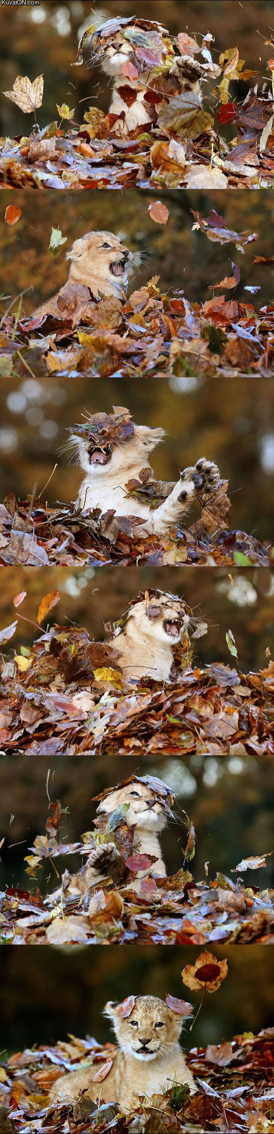 just_a_lion_cub_playing_in_the_leaves.jpg