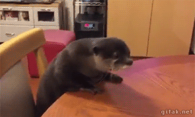 just_an_otter_day.gif