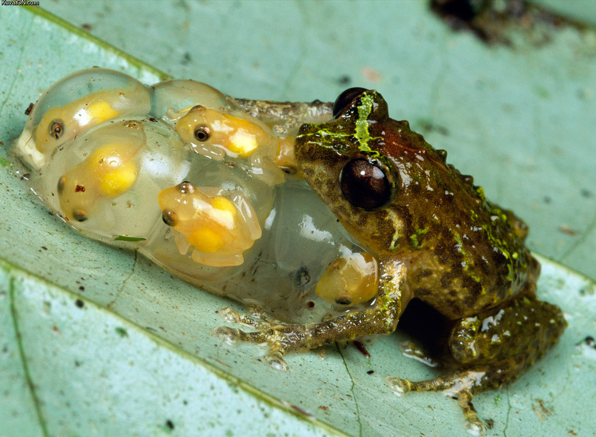 just_hatched_froglets.jpg