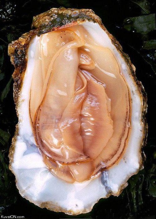 just_one_oyster.jpg
