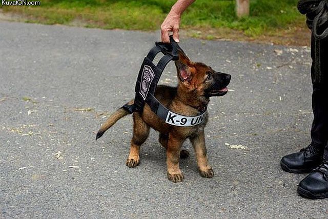 k9_puppy.jpg