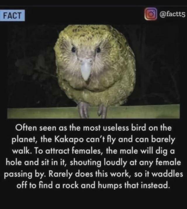 kakapo.jpg