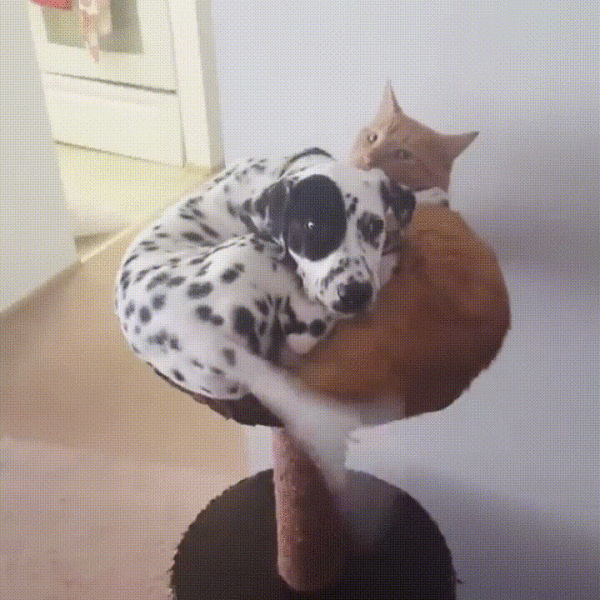kamu_tuli_viekkuun.gif