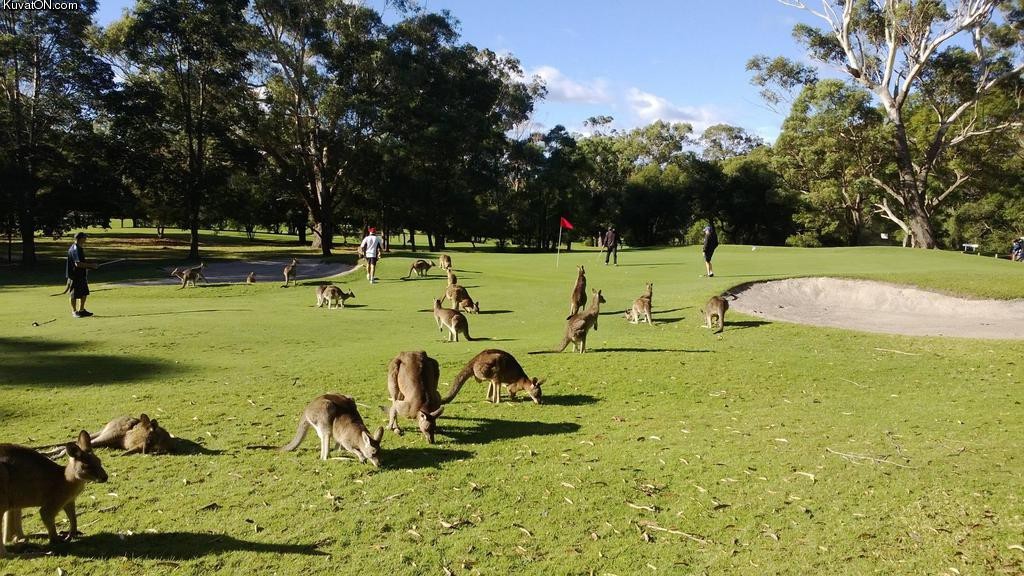 kangaroo_problem.jpg