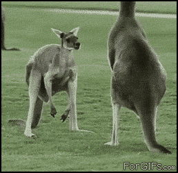 kangoroo_balls.gif