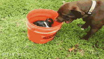 karuselli_kyydit.gif