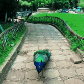 kaunista.gif