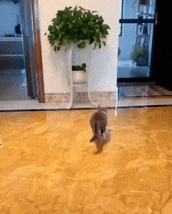 kaveri_tuli_kotiin.gif