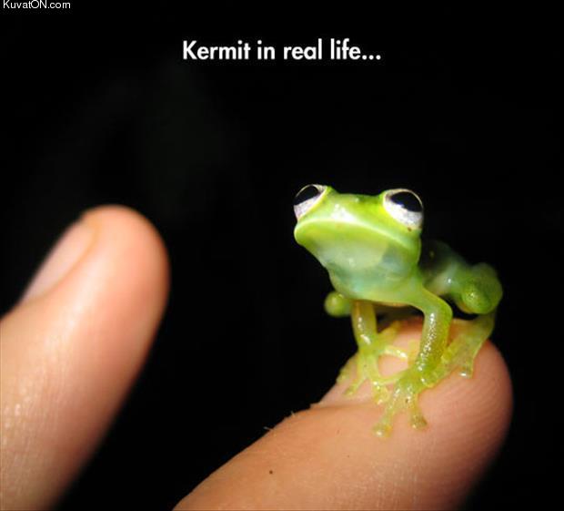 kermit.jpg