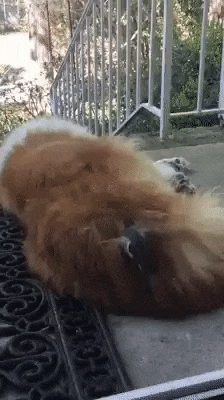 keväisen_pesän_tekoo.gif