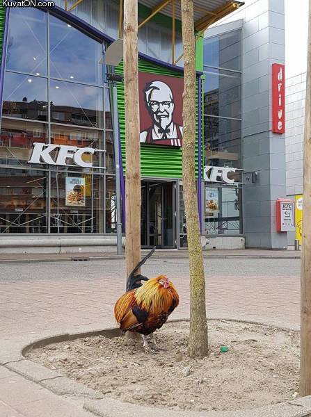 kfc.jpg