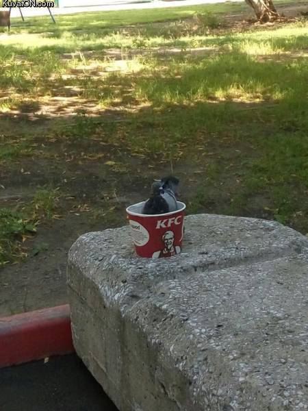 kfcpigeon.jpg