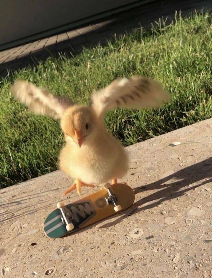 kickflipchick.jpg