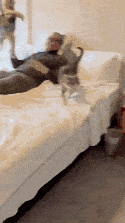 kiikut44.gif