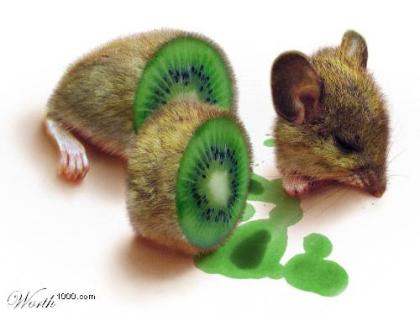 kiiwi-hiiri.jpg
