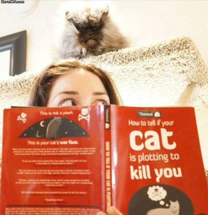 killer_cat2.jpg