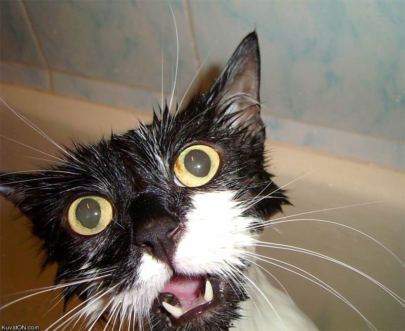 kissa197.jpg