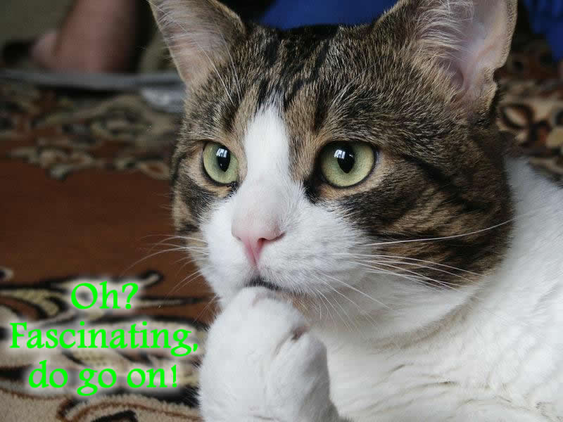 kissa37.jpg