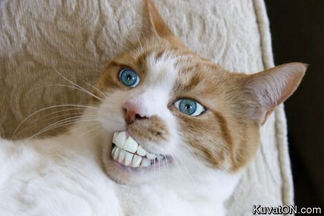 kissa68.jpg
