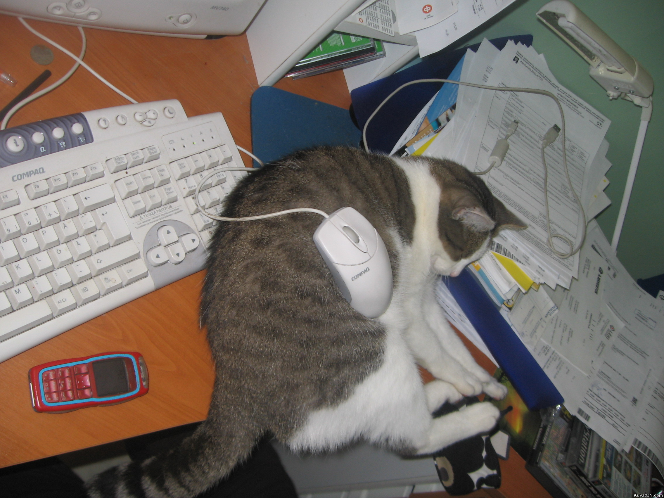 kissa_ja_hiiri.jpg