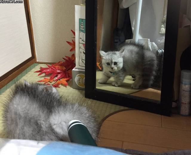 kissa_ja_peili.jpg