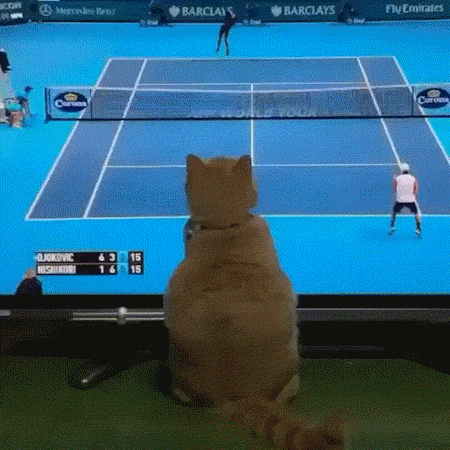 kissa_ja_tennismatsi.gif