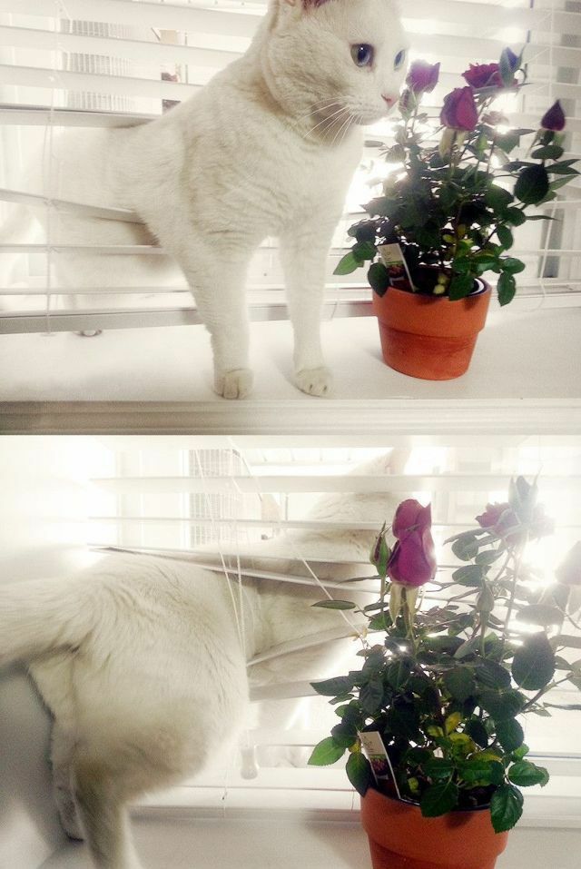 kissat_24.jpg