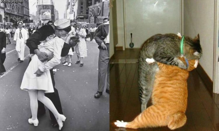 kissing_cats.jpg