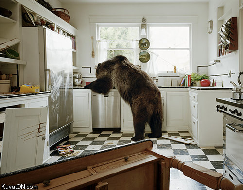 kitchen_bear.jpg