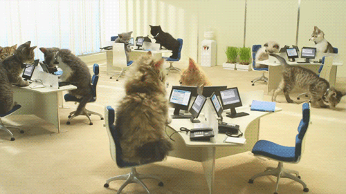 kitten_office.gif