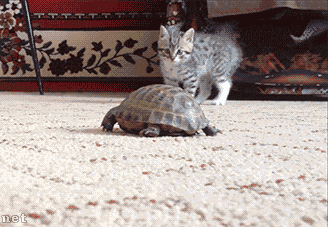 kitten_vs_turtle.gif
