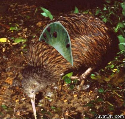 kiwi-lintu.jpg