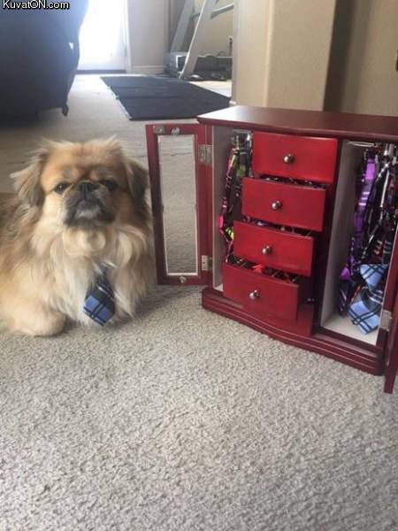 koiran_kaappi.jpg