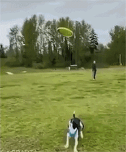 koooppi.gif