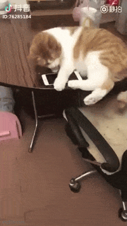 koppi6.gif