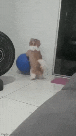 koripalloilija_edellisessä_elämässä.gif