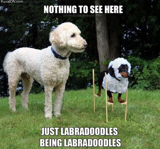 labradoodles.jpg